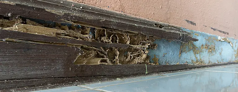 Termite damage